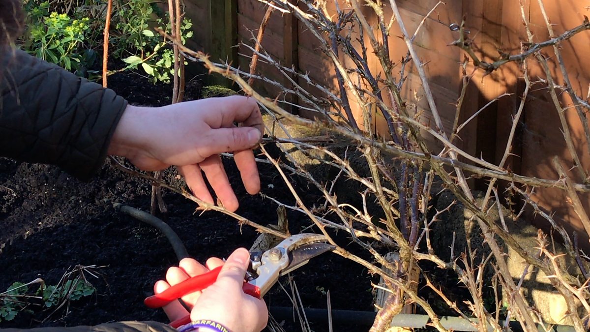 BBC Radio Ulster - Gardeners' Corner, Gooseberry Pruning