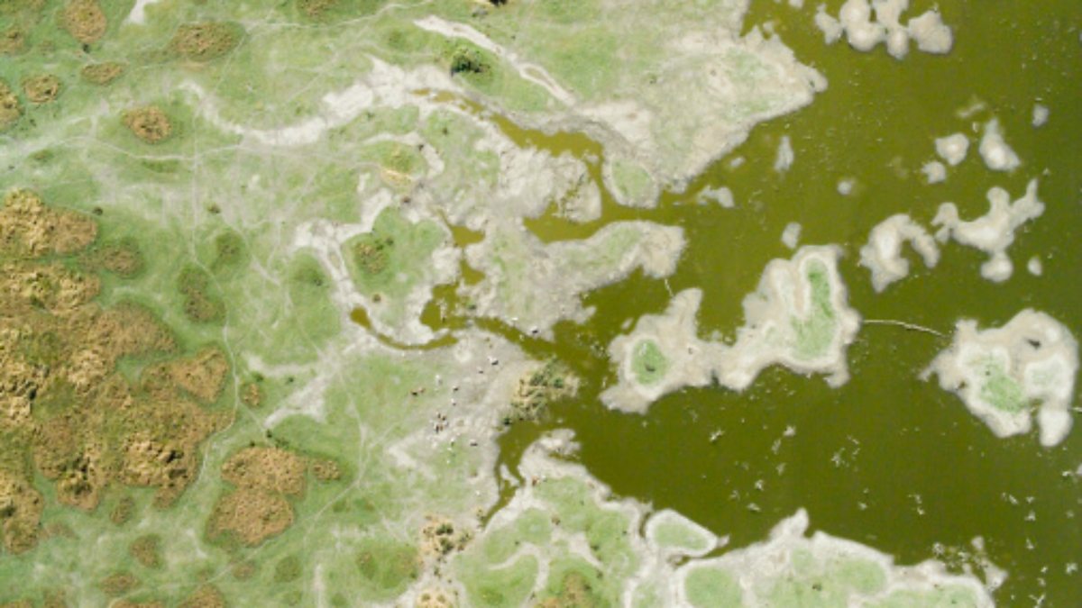 BBC World Service - Focus on Africa, Lake Chad is Drying Up