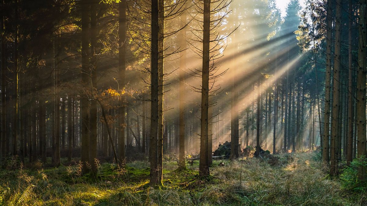 BBC Radio Ulster Gardeners' Corner Creating Woodland Magic
