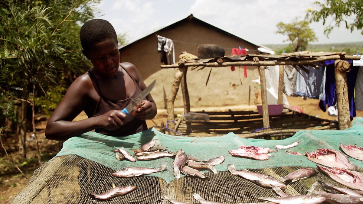 BBC Radio The World of Business, Kenya's Basic Experiment