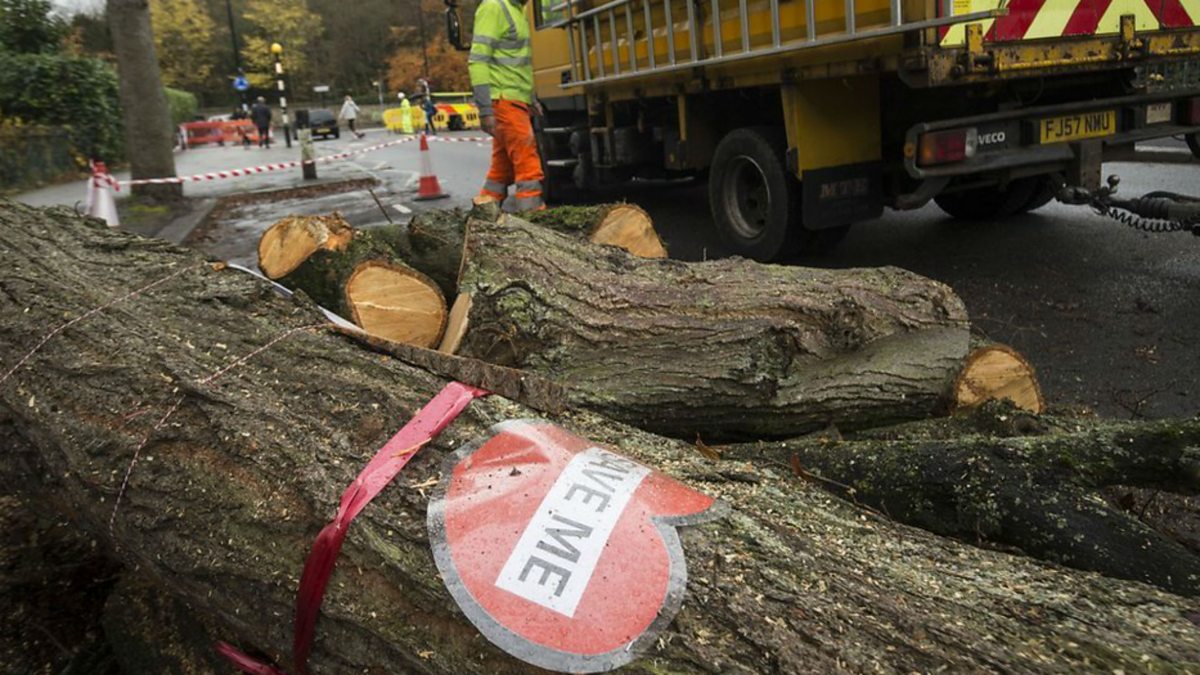 BBC Radio 4 - PM, Sheffield Trees: Pause in the felling over Easter