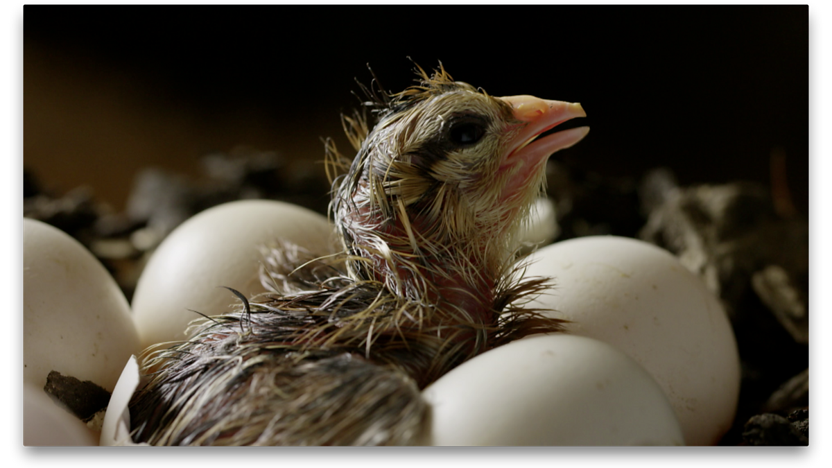 Hatching chick.