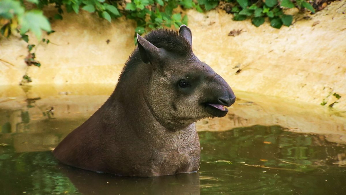 The Zoo Series 2 6. The Big Stink BBC iPlayer