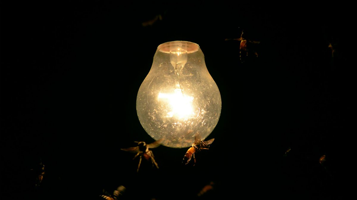 BBC World Service CrowdScience, Why Do Insects Fly Towards Lights?