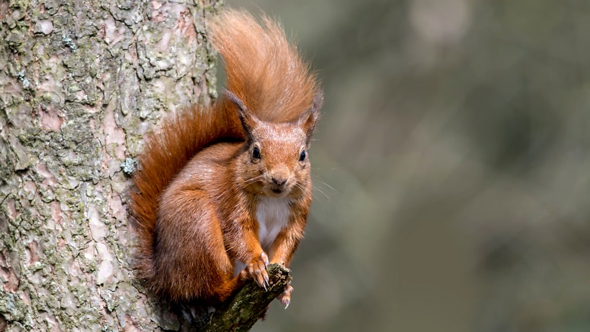 BBC Radio Scotland - Out of Doors, 14/04/2018, Lockerbie Red Squirrels ...