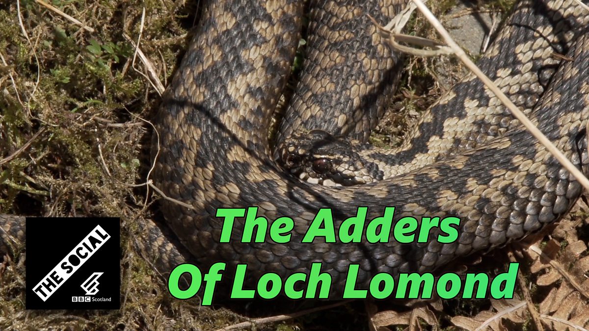 BBC Scotland The Social, Loch Lomond Snakes Shooting In The Wild