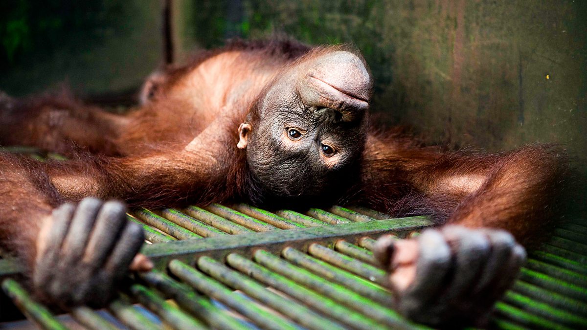 BBC Two - Natural World - Orangutans – Extinction Is Forever