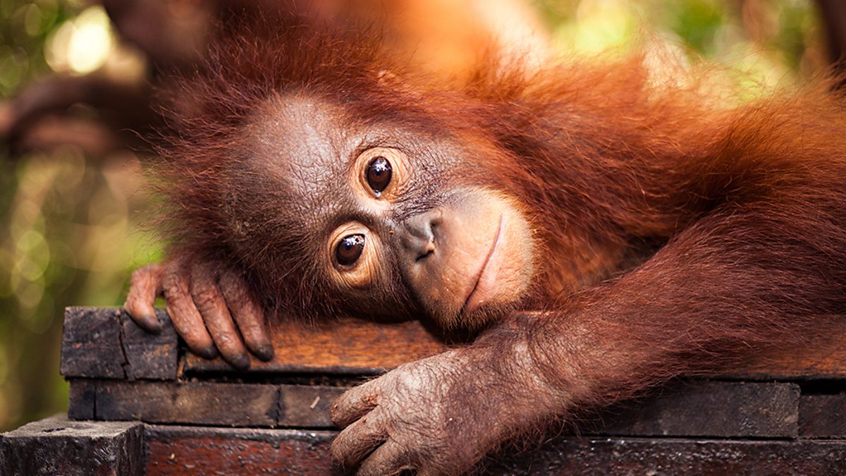BBC Two - Natural World, 2018-2019, Saving the Orangutan, Ape: Saving the Orangutan - Kandi