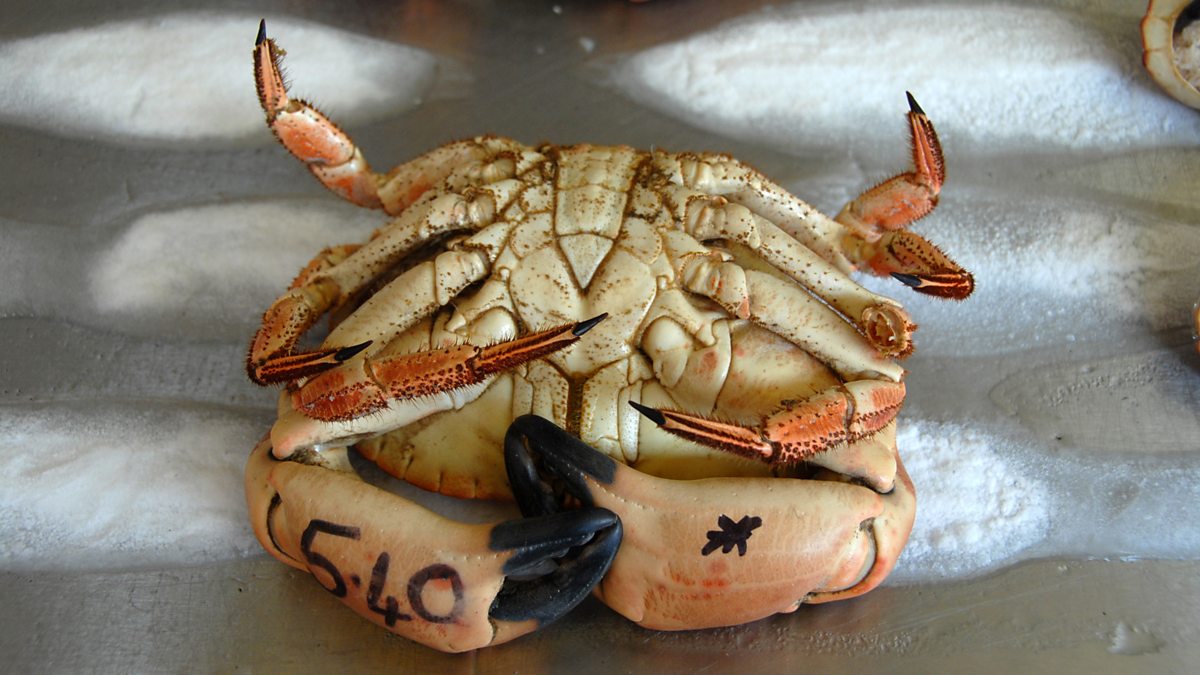 BBC Radio 4 Funny in Four, Where can you can buy live crabs in