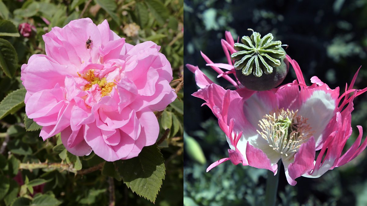 BBC World Service The Fifth Floor, A Tale of Two Flowers in Afghanistan