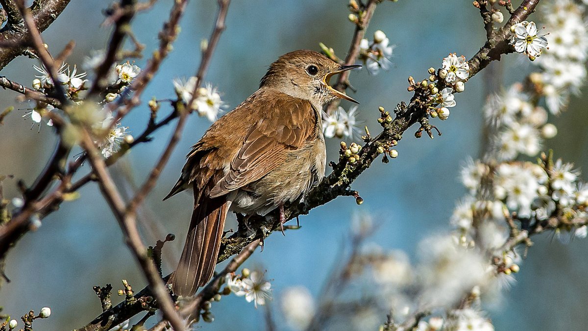 BBC Two - Springwatch, 2018, Episode 8