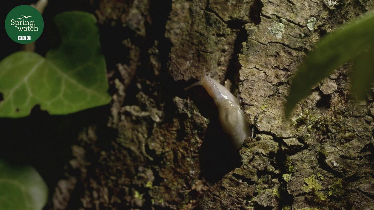BBC Two Springwatch, Curious tree slugs