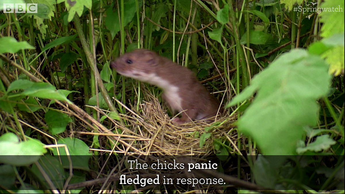 BBC Two - Springwatch, Weasel in the whitethroat nest