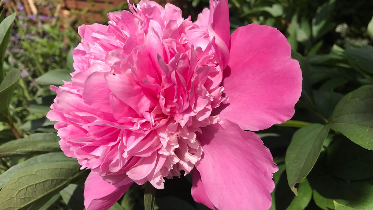 BBC Radio Ulster - Gardeners' Corner - The Pleasure of Peonies