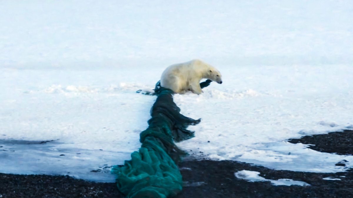 BBC News Arctic Plastic Pollution