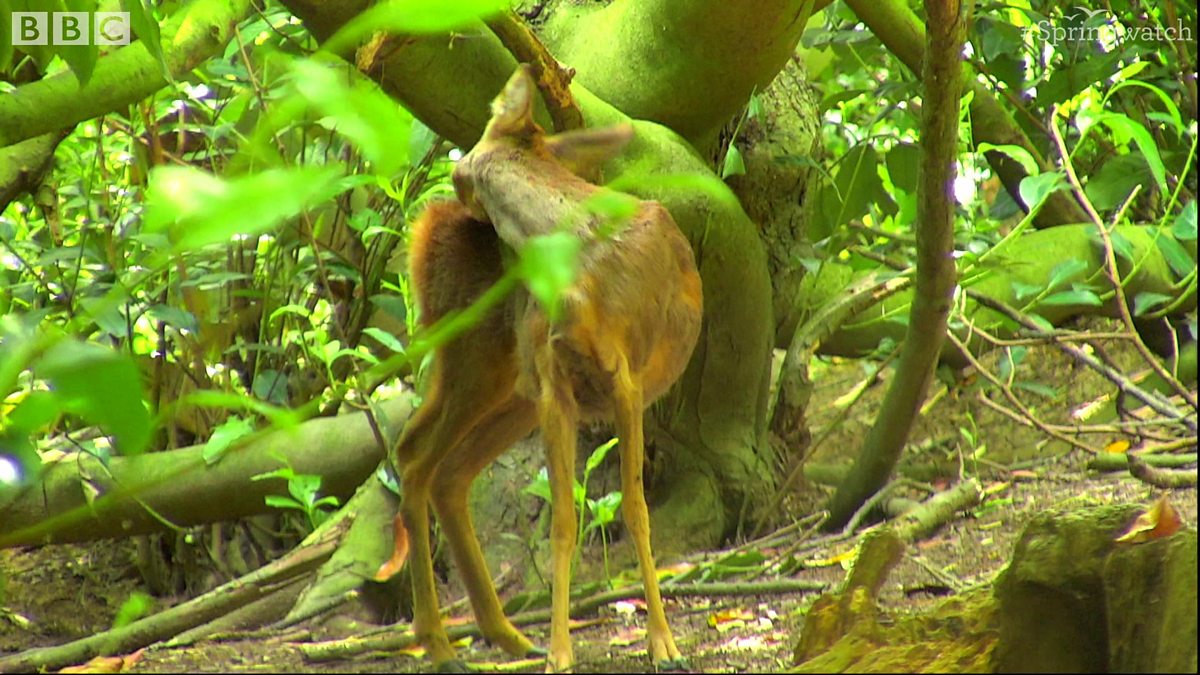 BBC Two - Springwatch, Springwatch highlights - day 17