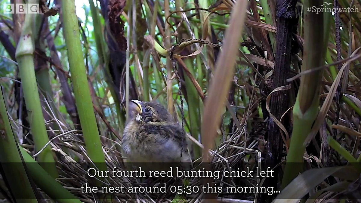 BBC Two - Springwatch, Farewell to the final reed bunting chick!