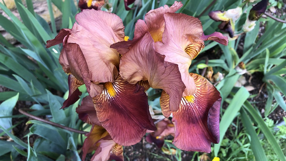 BBC Two Gardeners' World, 2018, Episode 13, Dividing Irises