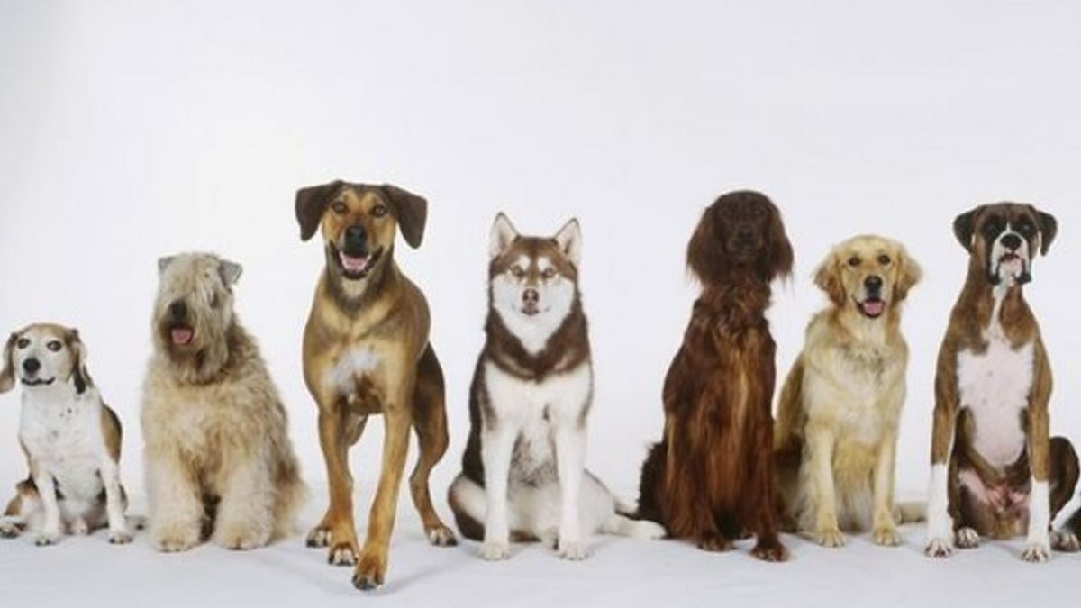 Многообразие видов собак