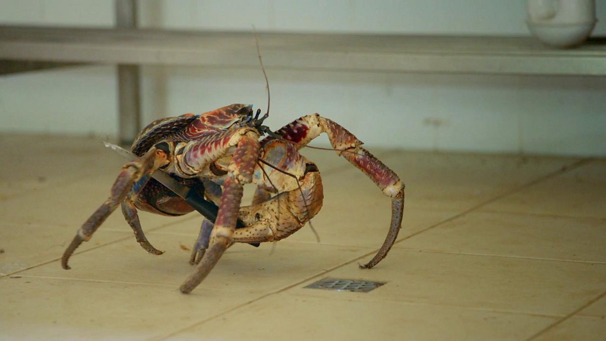 BBC One Animals Behaving Badly, Series 1, Hunger Wars, These coconut