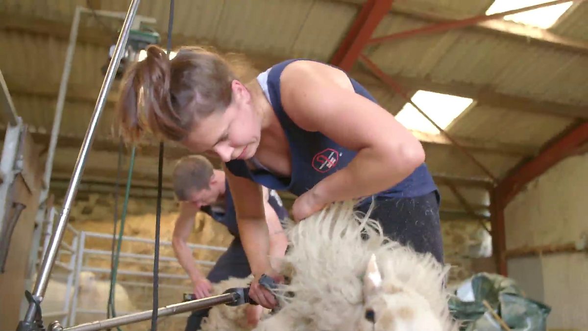 BBC One - Our Lives, Series 2, Snowdonia Shepherdess, Teleri gets to grips with the shearing