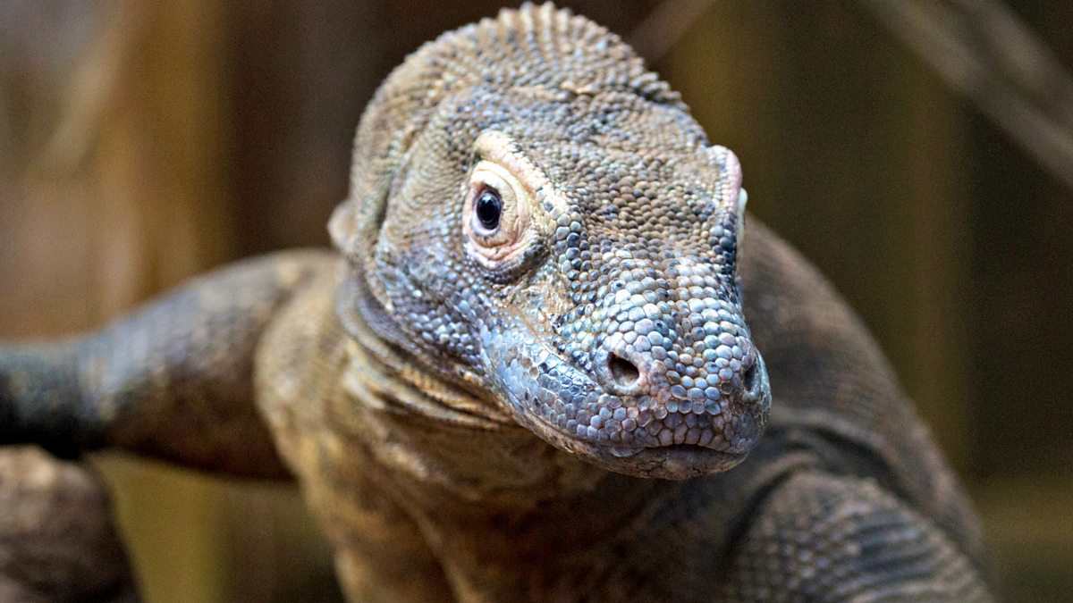 Bbc Radio 4 - Natural Histories, Komodo Dragon