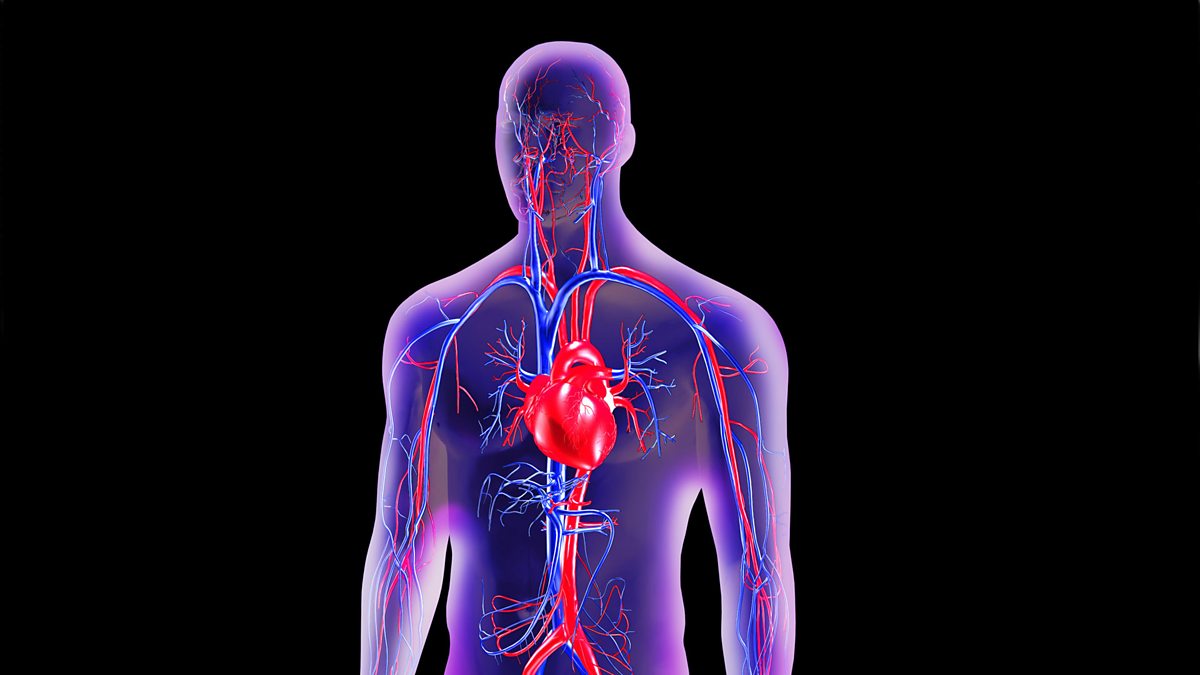Видео кровообращения. Система кровообращения человека кровеносные сосуды. Кровеносная система сердца. Сердечкососудестая система. Схема кровообращения человека.