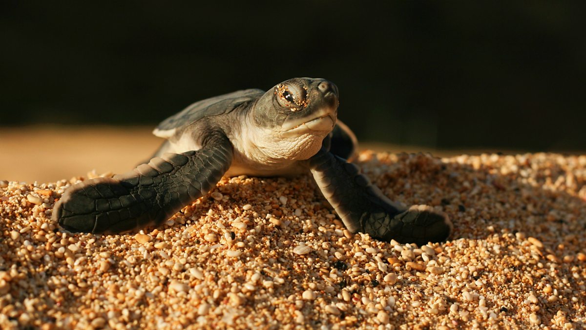 BBC World Service - Newsday, The microplastic threat to turtles