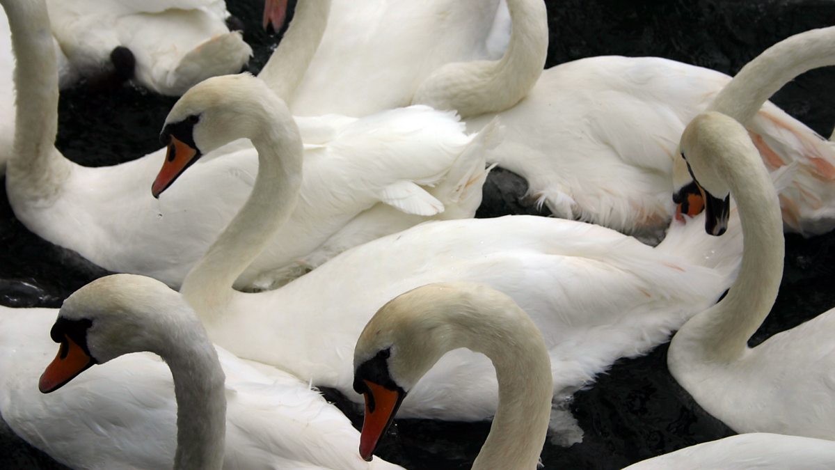 BBC Radio 4 Natural Histories Swanning about Seven