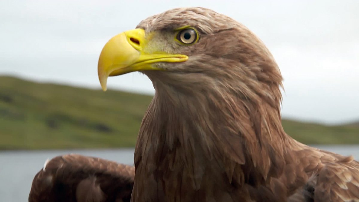 BBC Scotland - BBC Scotland - Sea eagles have reclaimed their