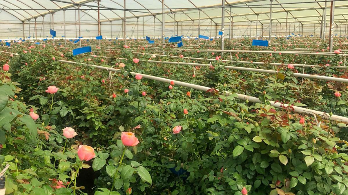 BBC World Service Newsday, The challenges facing Kenya's flower industry
