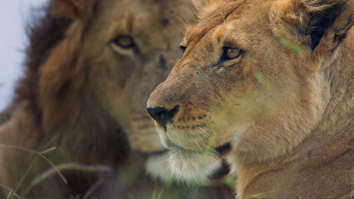 Ввс львы. Nature Documentary. Lions mating close up.