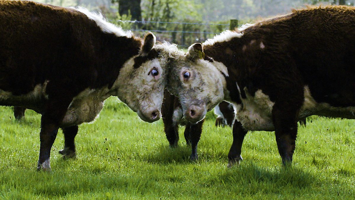 BBC Four - Secret Life of Farm Animals, Series 1, Cows