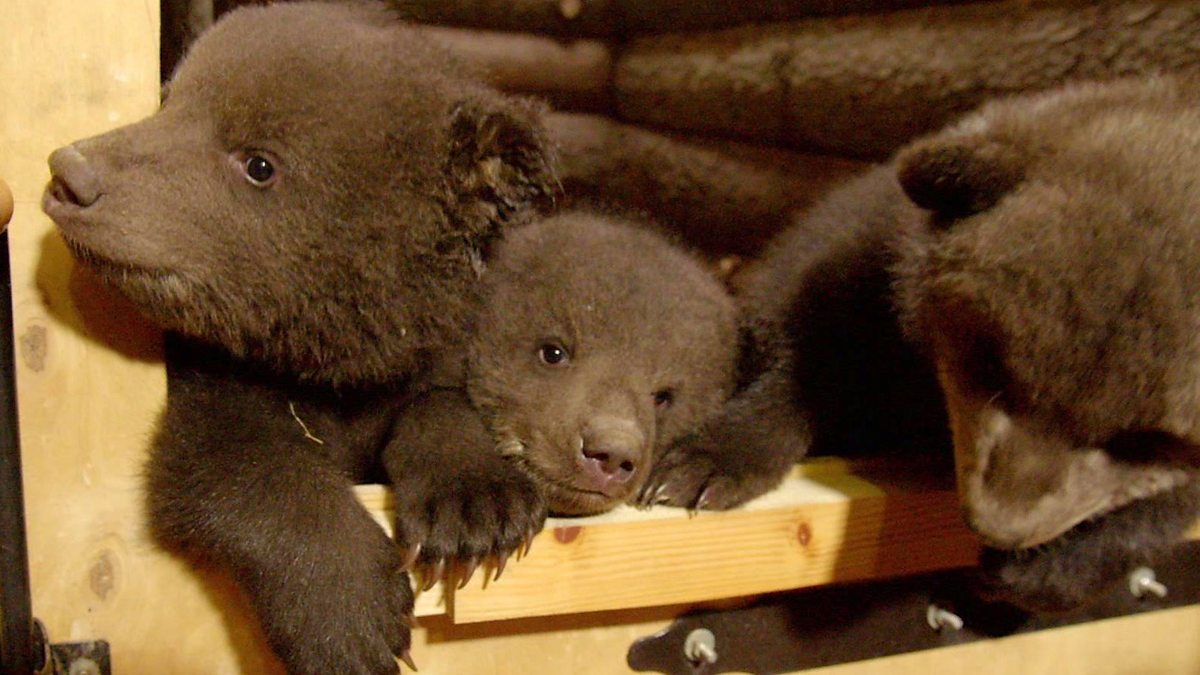 really cute baby bears