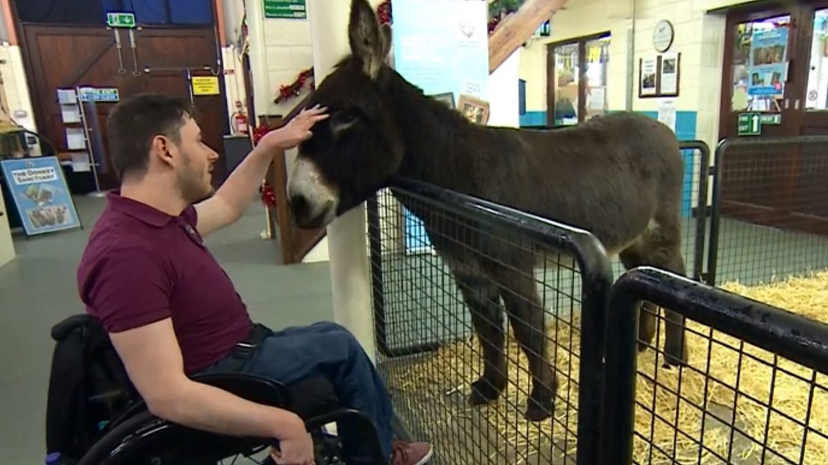 Bbc News In England Donkey Therapy Man Returns To Sanctuary