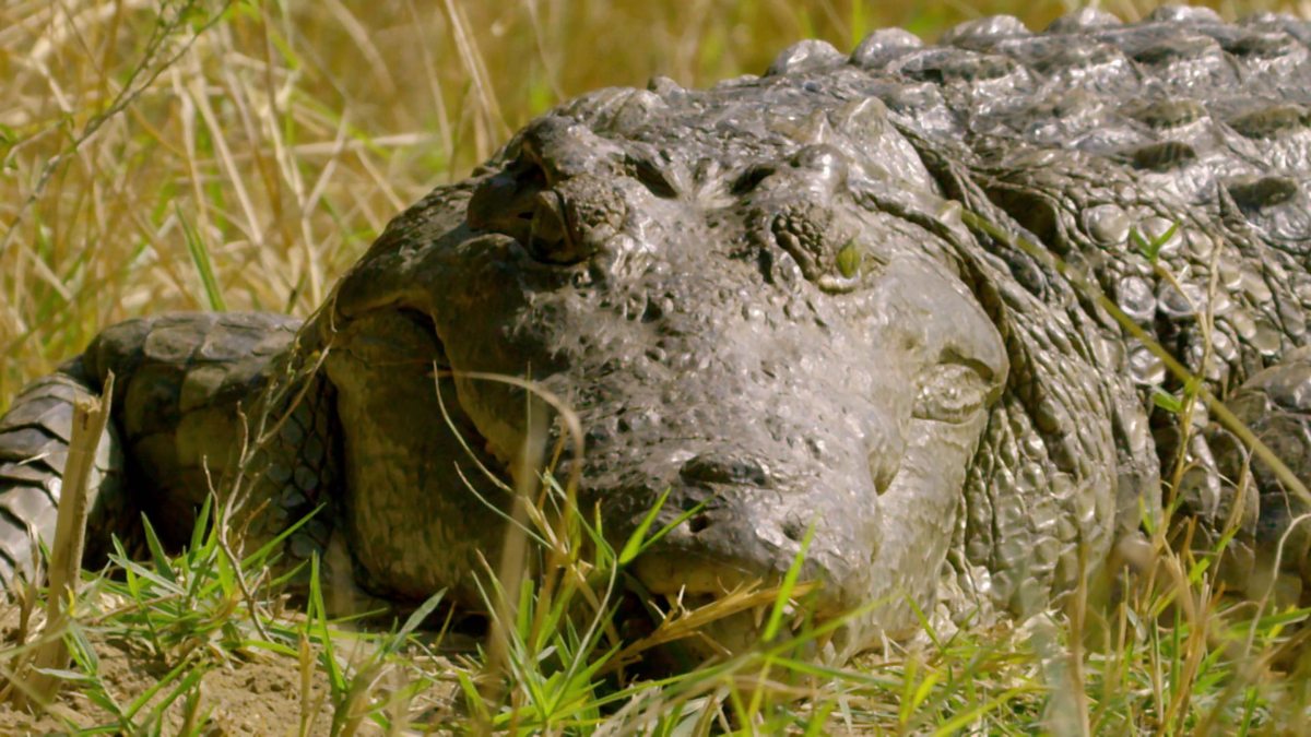 BBC Two - Earth's Great Rivers, Series 1, Nile, Crocodiles vs monitor ...