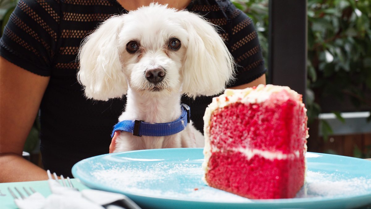 BBC Radio 4 - The Food Programme, Dog's Dinner