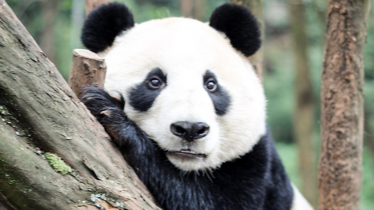 BBC Two Wild China Episode guide