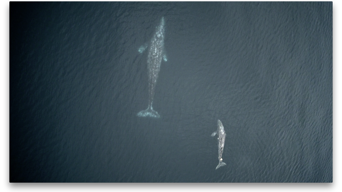 BBC Two - Natural World, 2018-2019, Humpback Whales: A Detective Story ...