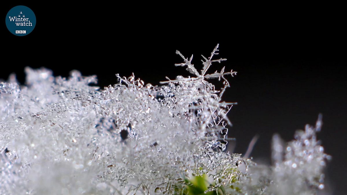 Bbc Two Winterwatch Packham S Passion For Wild Places Is Amazing