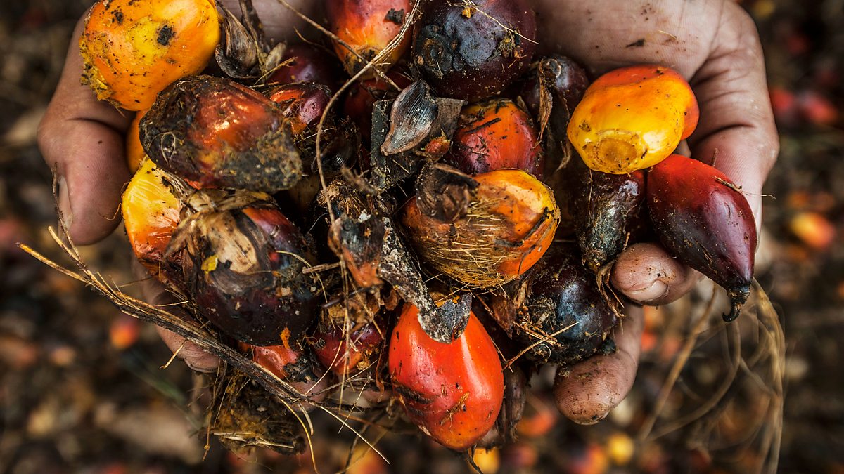 c Radio 4 The Food Programme Should I Boycott Palm Oil