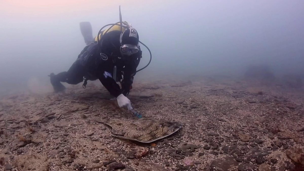 Bbc One Blue Planet Uk Series Episode New Citizen Science Is