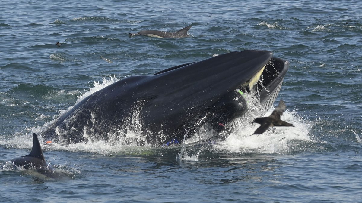 BBC World Service - Outlook, The real life Jonah and the whale