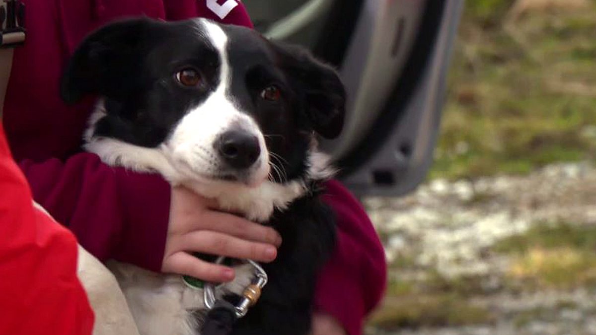 BBC Scotland BBC Scotland Pet rescue the family dogs trained to
