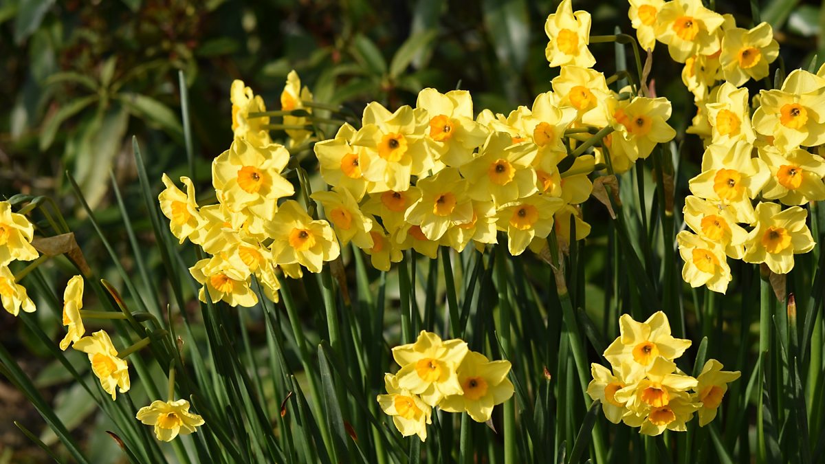 BBC Radio Wiltshire - James Thomas, Poem for Swindon: The Daffodils ...