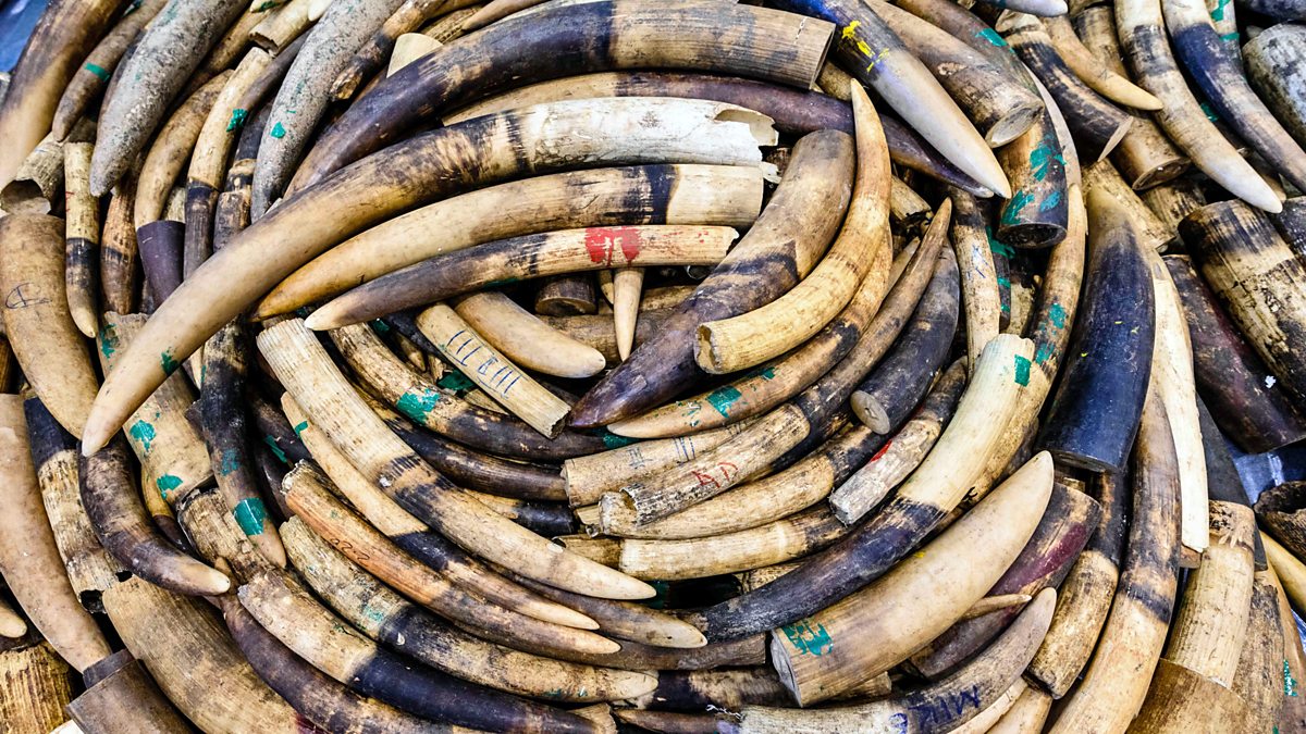 BBC World Service Focus On Africa Botswana Asks Re Opening The Ivory   P078jq62 