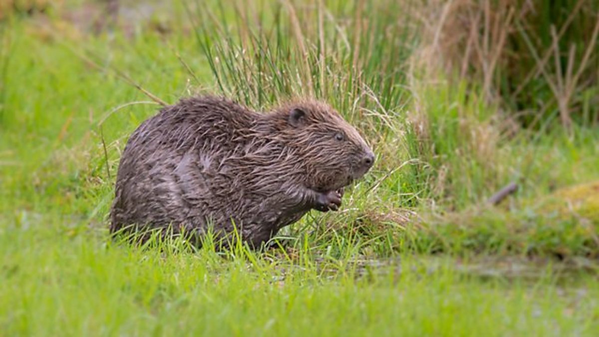 BBC Radio Scotland - Scotland Outdoors, Beaver in Scotland