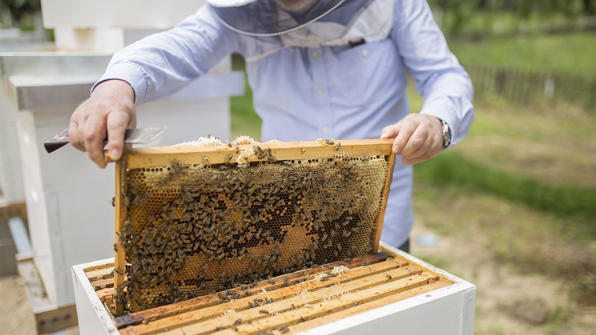 Bbc world service 50 things that made the modern economy langstroth hive