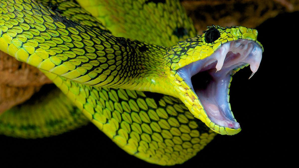 BBC World Service - Health Check, How to avoid snake bites