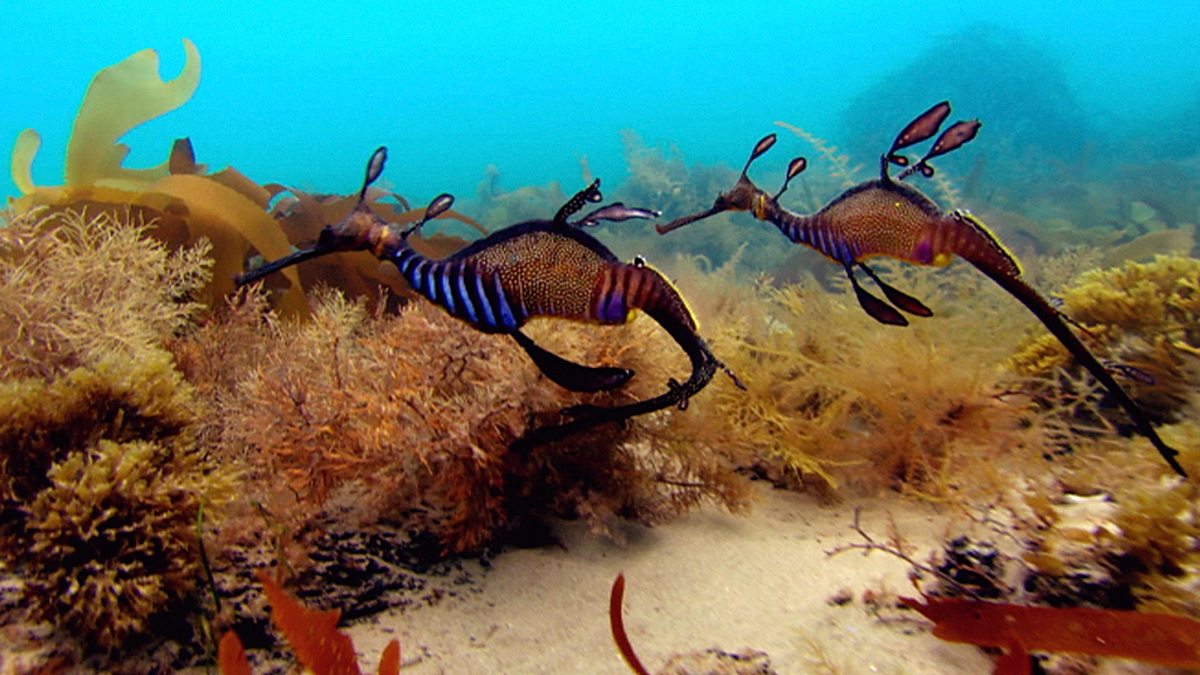 Bbc Scotland Wild Cameramen At Work Sea Sea Dragon Dance